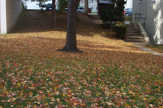 Leaves fallen in grass, on the grounds of Kingsport Apartments in Alexandria, VA