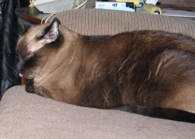 A siamese-looking cat, sleeping with his tongue out.