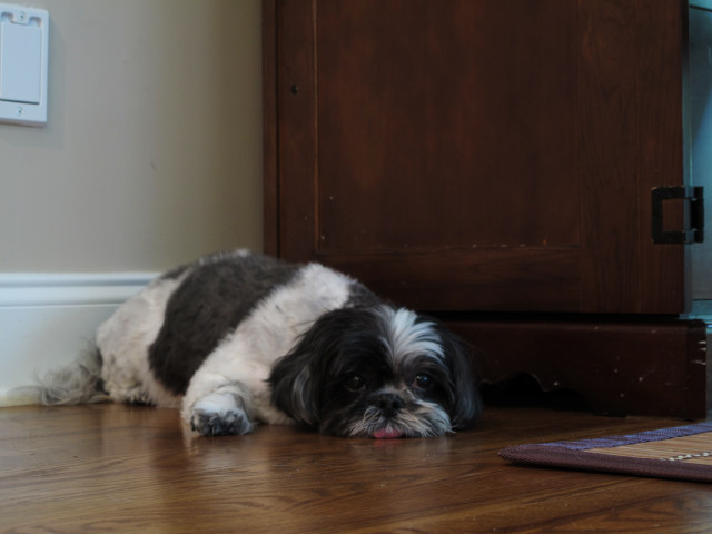 A miserable dog, tongue hanging out, laying on the floor.