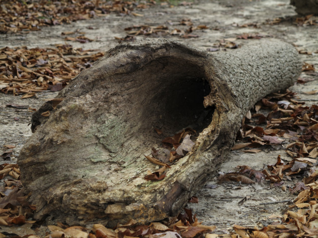 A hollowed out log.