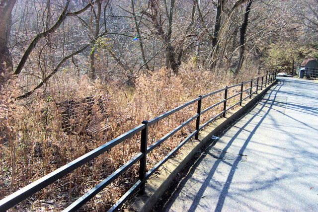 A bench at Washington Zoo, overgrown.