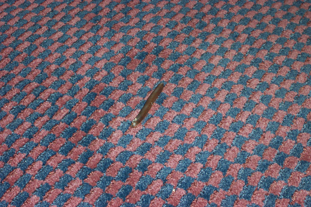 Centipede on carpet.