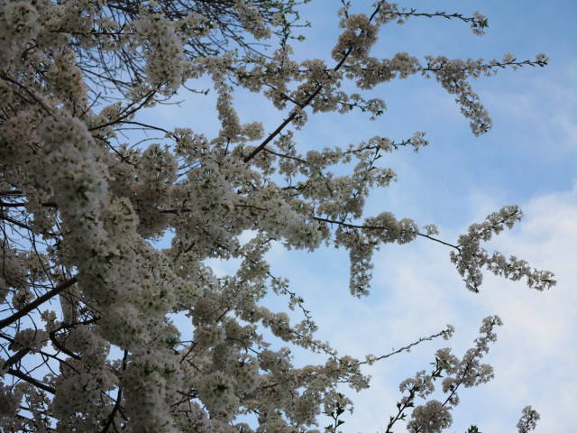 It's a tree blossoming in Spring.