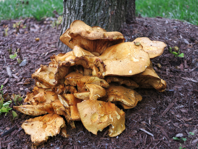 It's a very large mushroom.