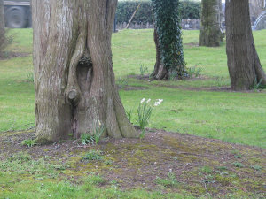 As the caption says, a tree and flower.