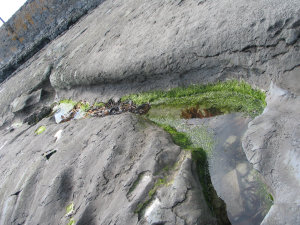 Rock, water, and some fungal grass weed plant stuff.